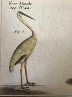 1835 Ingekleurde gravure, zilver reiger / Voyage de Pallas, Antiek en Kunst, Kunst | Etsen en Gravures, Ophalen of Verzenden