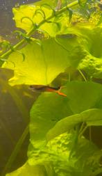 Endler guppen tekoop, Dieren en Toebehoren, Vissen | Aquariumvissen, Vis, Zoetwatervis