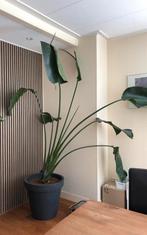 Strelitzia Nicolai (XXL kamerplant) bloempot + hydrokorrels, Huis en Inrichting, Kamerplanten, Ophalen, 200 cm of meer, Overige soorten