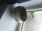 Plant, Ophalen of Verzenden, In pot, Halfschaduw, Minder dan 100 cm