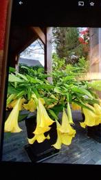 Gele en witte brugmansia's, Zomer, Vaste plant, Overige soorten, Ophalen