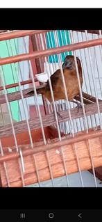 gezocht picolet pop, Dieren en Toebehoren, Vrouwelijk