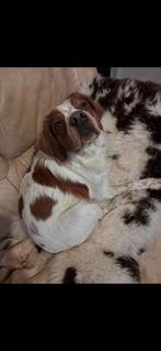 Schapenvacht voor je huisdier., Dieren en Toebehoren, Ophalen of Verzenden