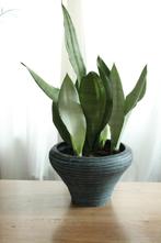 Sansevieria in mooie Schaal / Pot., Ophalen, In pot, Halfschaduw, Minder dan 100 cm