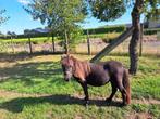 SHETLAND PONY (merrie), Dieren en Toebehoren, Pony's, Merrie, Niet van toepassing, 0 tot 2 jaar, Gechipt
