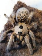 Vogelpin, Caribena versicolor, Poecilotheria , Avicularia, Dieren en Toebehoren, Spin of Schorpioen