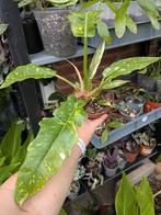 Philodendron Ring of Fire, Huis en Inrichting, Ophalen of Verzenden, Halfschaduw, Minder dan 100 cm