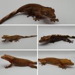 Diverse wimpergekko's / crested geckos | jong en volwassen, Dieren en Toebehoren, Hagedis