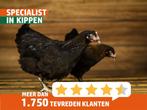 Marans Kippen | Mooie, rustige kip | Donkere eieren, Vrouwelijk, Kip