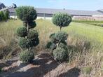 Chamaeyparis law Elwoodii multibollen tuinbonsai eind sept, Ophalen, Bloeit niet, Halfschaduw, Overige soorten