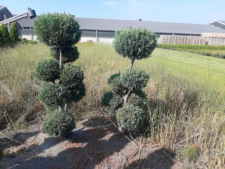 chamaecyparis law Elwoodii multibollen tuinbonsai eind sept, Tuin en Terras, Planten | Bomen, Overige soorten, 100 tot 250 cm