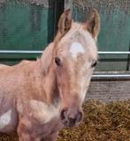 Palomino hengstveulen 2025 White dream x Sandreo, Dieren en Toebehoren, Niet van toepassing, 0 tot 2 jaar, Hengst, Recreatiepaard