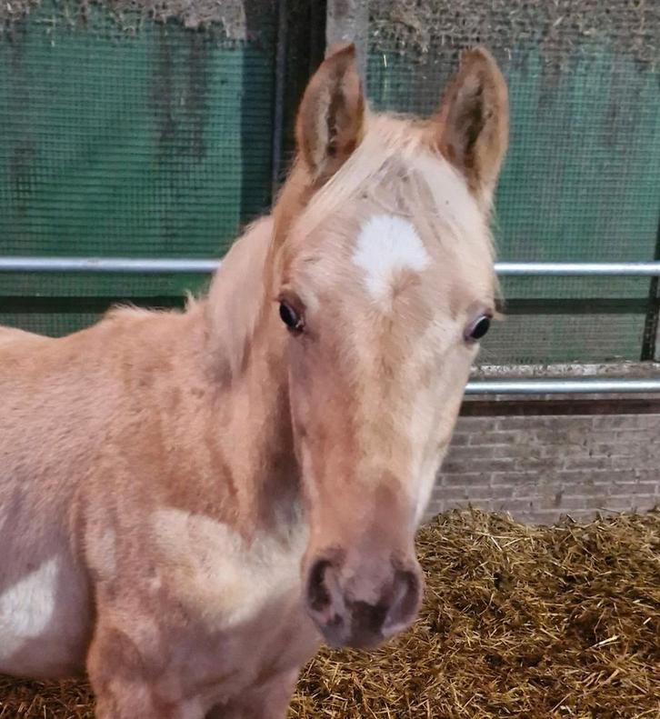 Palomino hengstveulen 2025 White dream x Sandreo, Dieren en Toebehoren, Paarden, Hengst, Niet van toepassing, 165 tot 170 cm, 0 tot 2 jaar