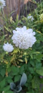 Scabiosa  wit, Tuin en Terras, Ophalen of Verzenden, Voorjaar, Volle zon, Zaad