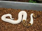 Pastel Pied het Desert Ghost kweekman, Dieren en Toebehoren, Reptielen en Amfibieën, Slang, 0 tot 2 jaar
