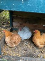 3 rustige cochin kippen, Dieren en Toebehoren, Pluimvee, Vrouwelijk, Kip