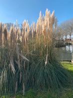 Mooie pluimen, Ophalen of Verzenden, Overige soorten, Volle zon