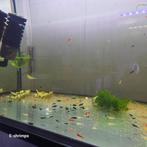Neocaridina-garnalen mix (culls / uitgeselecteerd), Kreeft, Krab of Garnaal, Zoetwatervis, Schoolvis