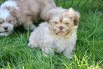 Supermooie shih tzu pups, Dieren en Toebehoren, Parvo, Overige rassen, 8 tot 15 weken, Meerdere