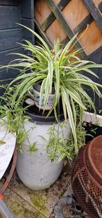 Graslelie huiskamerplant studenten plant, Ophalen of Verzenden, Halfschaduw, 200 cm of meer