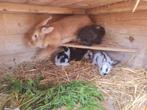 Lotharinger x Duitse Reus, Meerdere dieren, Groot, 0 tot 2 jaar