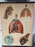 Longen schoolplaat 1977 nummer 2036, Antiek en Kunst, Antiek | Schoolplaten, Ophalen, Natuur en Biologie