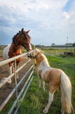 Ter dekking 1e premie hengst nmprs super karakter, Dieren en Toebehoren, Paarden en Pony's | Dekhengsten en Fokmerries, Hengst