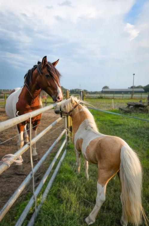 Ter dekking premie hengsten nmprs, Dieren en Toebehoren, Paarden en Pony's | Dekhengsten en Fokmerries, Hengst