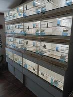 Complete stellage met broedkooien incl led systeem, Ophalen, Zo goed als nieuw, Broedkooi of Kweekkooi