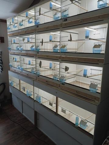 Complete stellage met broedkooien incl led systeem beschikbaar voor biedingen