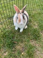 2 lieve konijnen zoeken een nieuw huis, Dieren en Toebehoren, Konijnen, Meerdere dieren