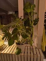 Planten, Ophalen, Halfschaduw, Minder dan 100 cm