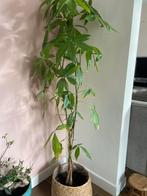 Kamerplant ‘geldboom’ Aquatica, Ophalen, Bloeit niet, Halfschaduw, Overige soorten