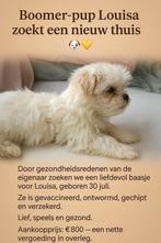 Boomer-pup Louisa zoekt een nieuw thuis, Dieren en Toebehoren, 15 weken tot 1 jaar, Overige rassen, CDV (hondenziekte), Teef
