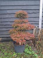 Enkianthus Perrulatus niwaki, Tuin en Terras, Planten | Bomen, Bloeit niet, Overige soorten, Minder dan 100 cm, Ophalen