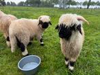Walliser Schwarznase rammen zwoegervrij, Dieren en Toebehoren, Schapen, Geiten en Varkens, Mannelijk, Schaap