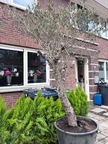 Grote olijfboom ^koopje^ beschikbaar voor biedingen