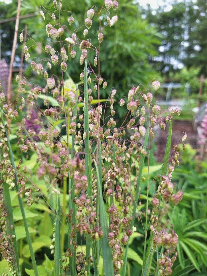 Briza media zaden, Tuin en Terras, Planten | Tuinplanten, Eenjarig, Overige soorten, Volle zon, Ophalen of Verzenden