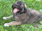 Berghondpups, Particulier, Rabiës (hondsdolheid), 8 tot 15 weken, Buitenland