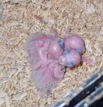 Jonge Pyrrhura's, Geslacht onbekend, Parkiet, Geringd