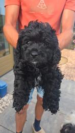 BOOMPOO'S pups,,gezond,rustig karakter foto 1/2 is er nog🥰, Dieren en Toebehoren, Overige rassen, 8 tot 15 weken, Meerdere, Meerdere dieren