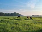 Opfok veulens, Dieren en Toebehoren, Stalling en Weidegang