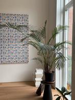 Grote areca palm, Ophalen