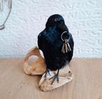 Opgezette kraai op menselijk heupbot, Verzamelen, Ophalen of Verzenden, Nieuw, Vogel, Opgezet dier