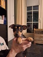 Jack Russell pups Black and Tan puppys, Dieren en Toebehoren, Honden | Niet-rashonden, 8 tot 15 weken, CDV (hondenziekte), Meerdere