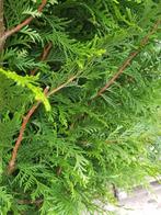 Thuja brabant, Ophalen of Verzenden, Conifeer, 100 tot 250 cm