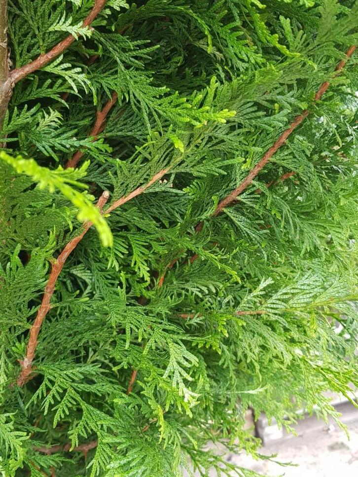 Thuja brabant, Tuin en Terras, Planten | Struiken en Hagen, Conifeer, 100 tot 250 cm, Ophalen of Verzenden