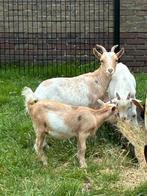 Dwerggeit met jongen, Dieren en Toebehoren, Meerdere dieren, Geit