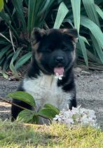 American akita pups met FCI stamboom, Dieren en Toebehoren, Nederland, Overige rassen, CDV (hondenziekte), 8 tot 15 weken