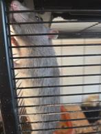 3 mannelijke ratten, Dieren en Toebehoren, Knaagdieren, Rat, Mannelijk, Tam, Oktober